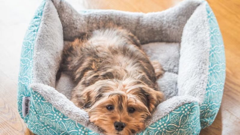 Faux Fur Bed