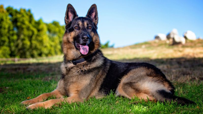 German Shepherd - Types of dog breed