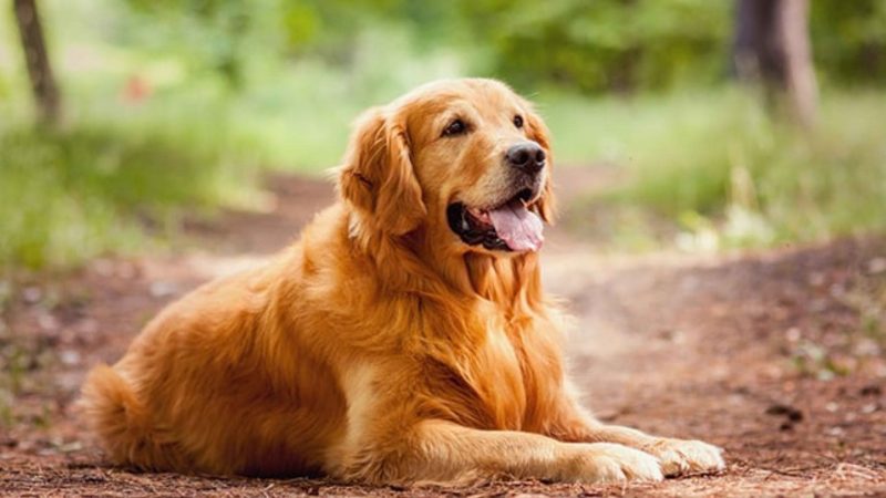 Golden Retriever - Types of dog breeds
