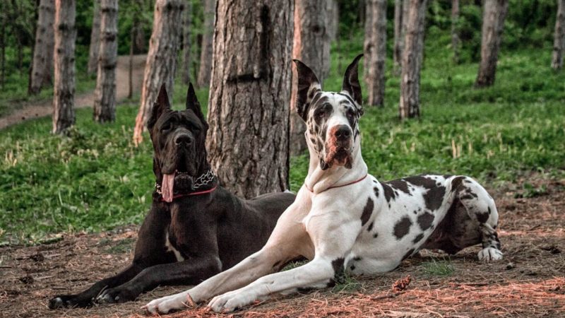 Great Dane - Types of dog breeds