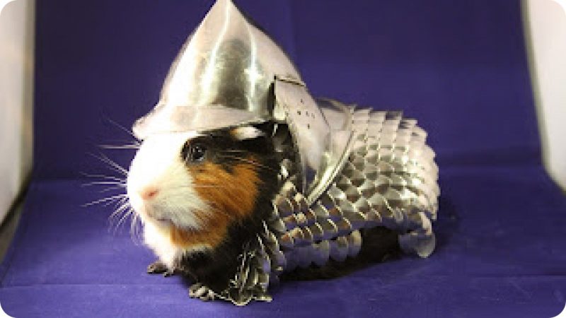 Guinea Pig Armor