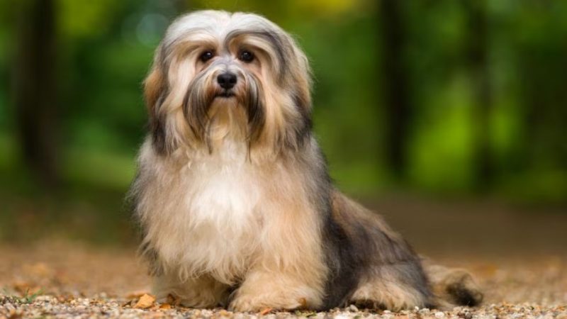 Havanese  -Types of dog breeds