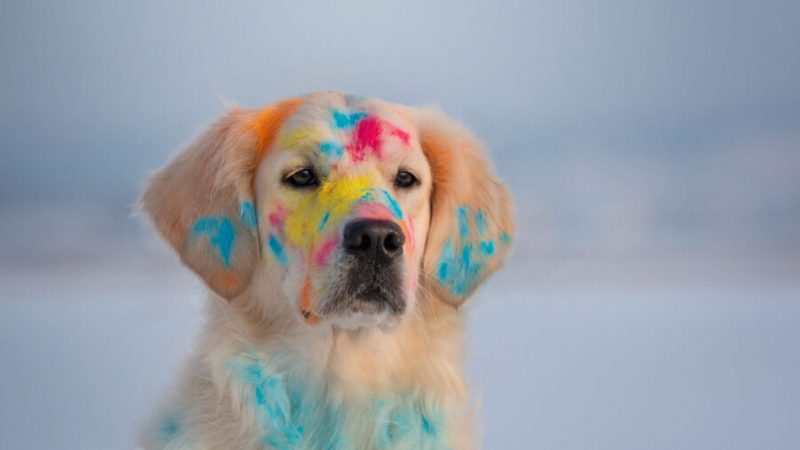 Simple Ways To Take Care Of Your Pets During Holi!