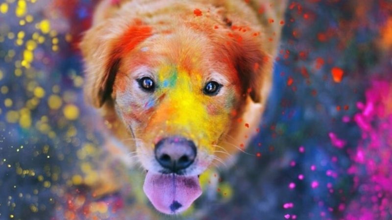 Simple Ways To Take Care Of Your Pets During Holi!