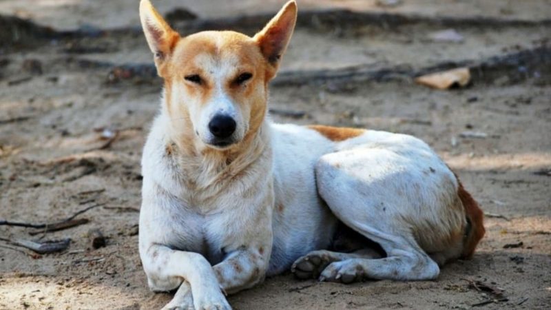 Indian Pariah- Types of dog breed