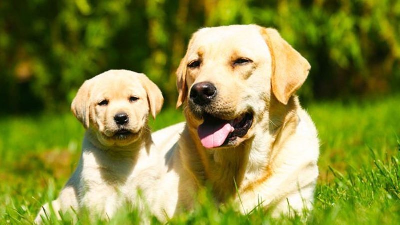 Labrador - types of dogs breeds