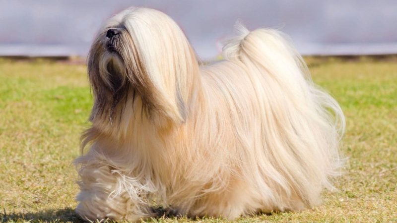Lhasa Apso - Types of dog breed