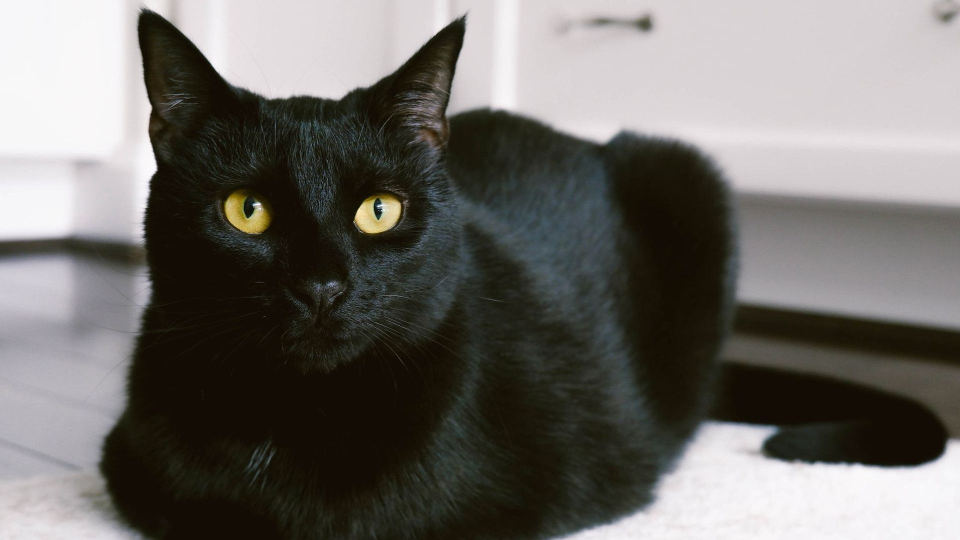 15 Types of Cat Breeds in India Explore the Fascinating World Of Feline Family