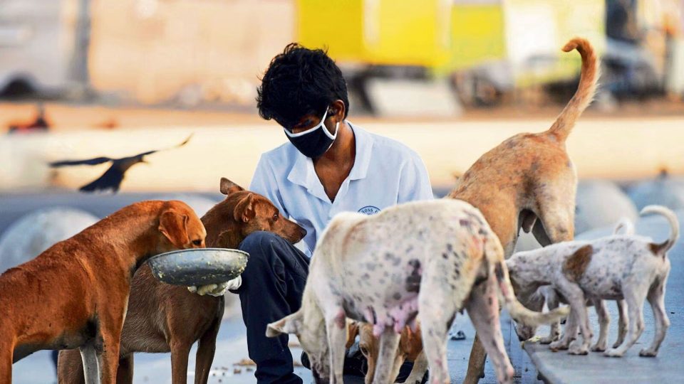 Mumbai Dogs Get their Own Aadhaar Card for Identification