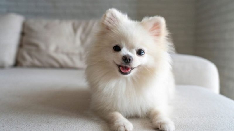 Pomeranian - Types of dog breeds
