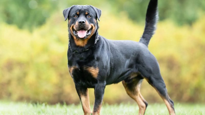 Rottweiler - Types of dog breed
