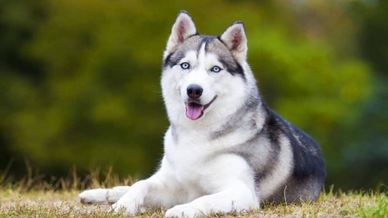 Siberian Husky - Types of dog breeds