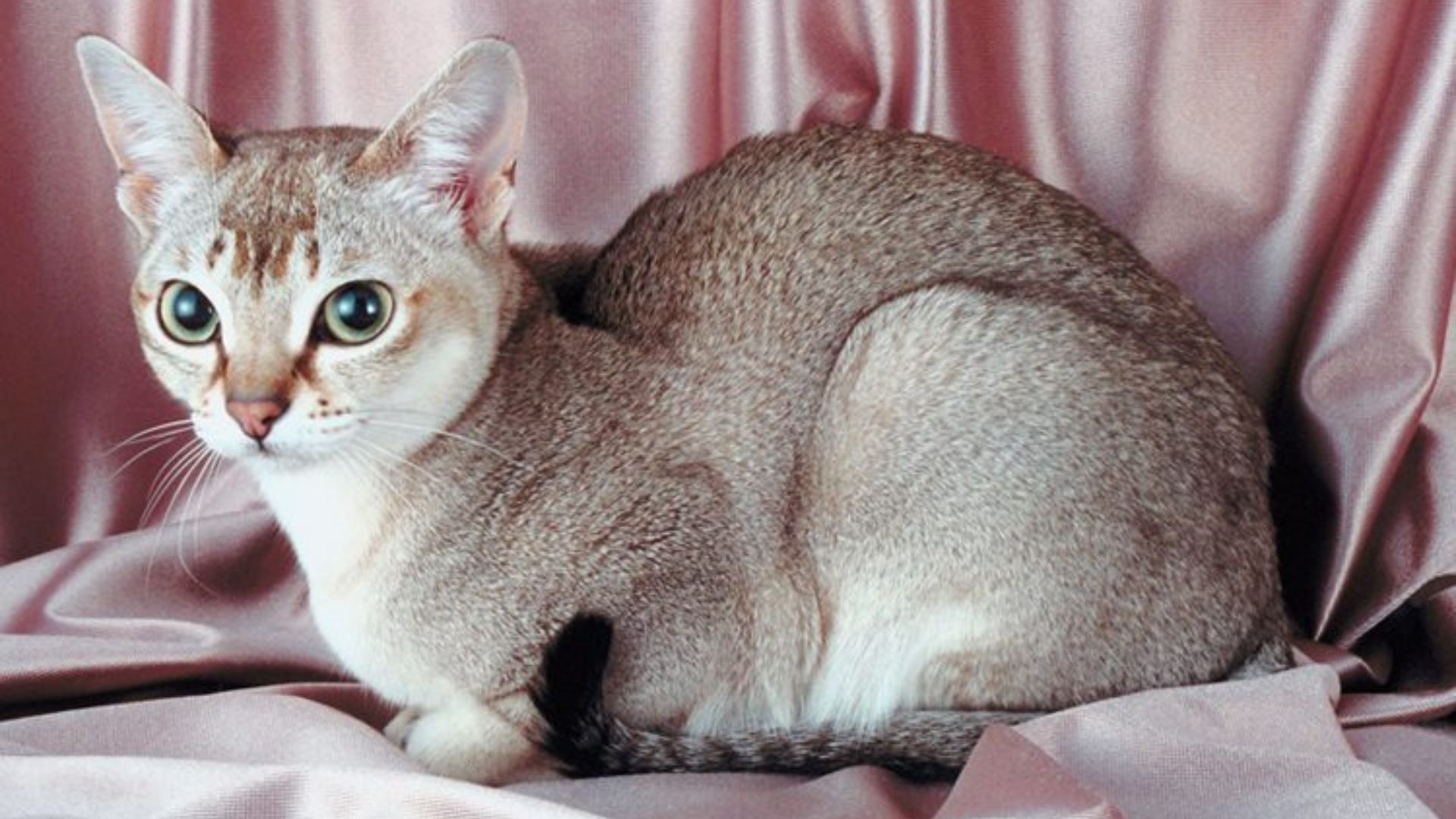 15 Types of Cat Breeds in India Explore the Fascinating World Of