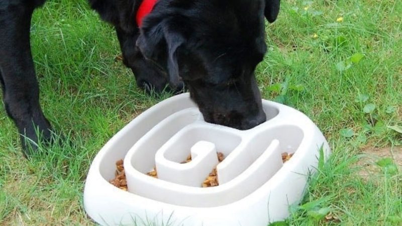 Unique Food Bowl