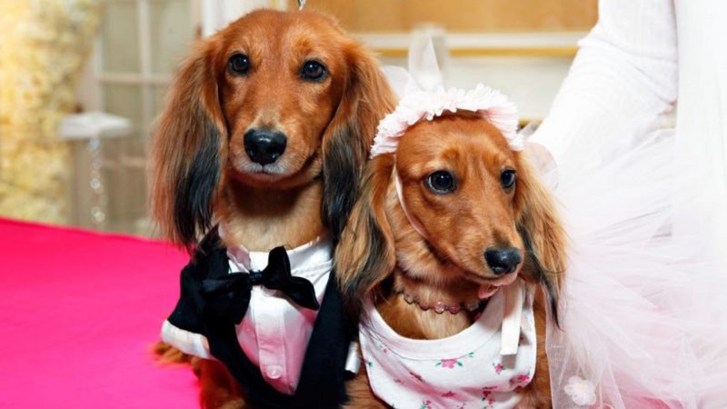 Dog wedding photos