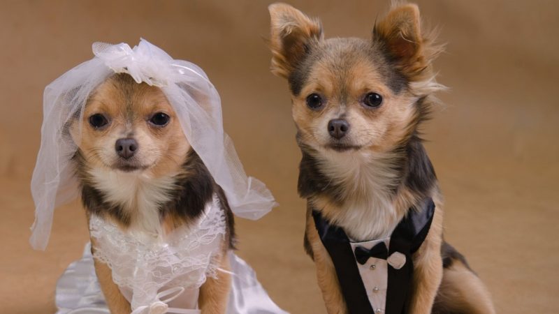 Dog wedding photos