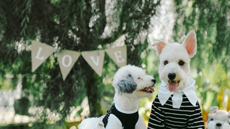 Dog wedding photos