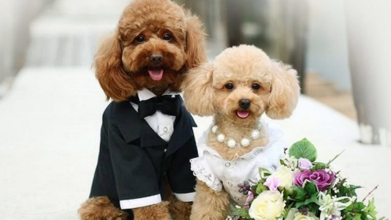 Dog wedding photos