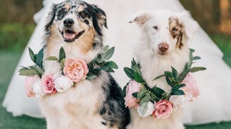 Dog wedding photos