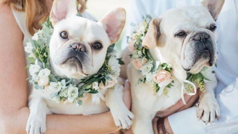 Dog wedding photos