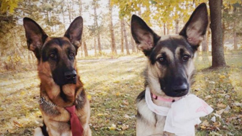 Dog wedding photos