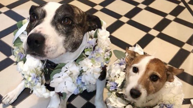 Dog wedding photos