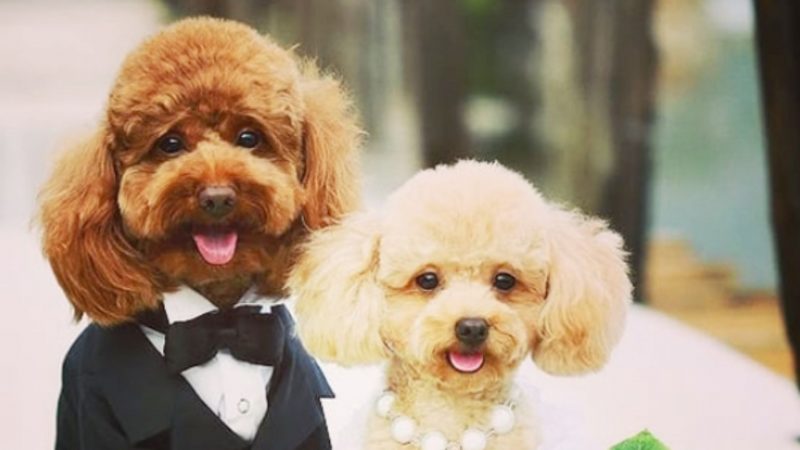 Dog wedding photos