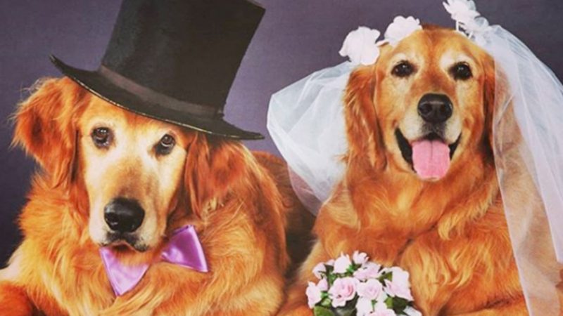 Dog wedding photos