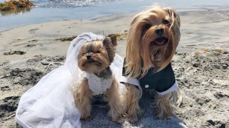 Dog wedding photos