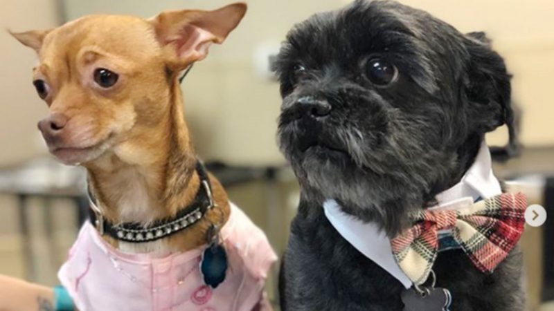 Dog wedding photos