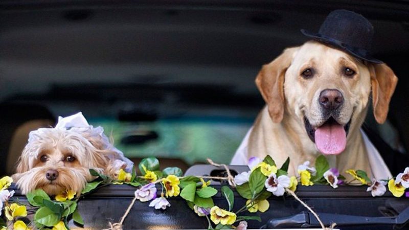 Dog wedding photos