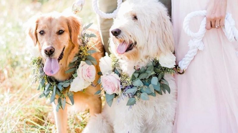 Dog wedding photos