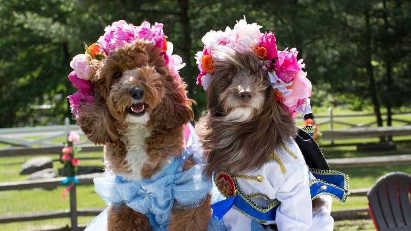 Dog wedding photos