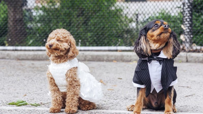 Dog wedding photos