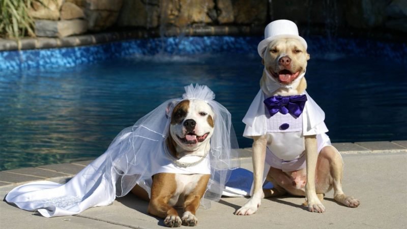 Dog wedding photos