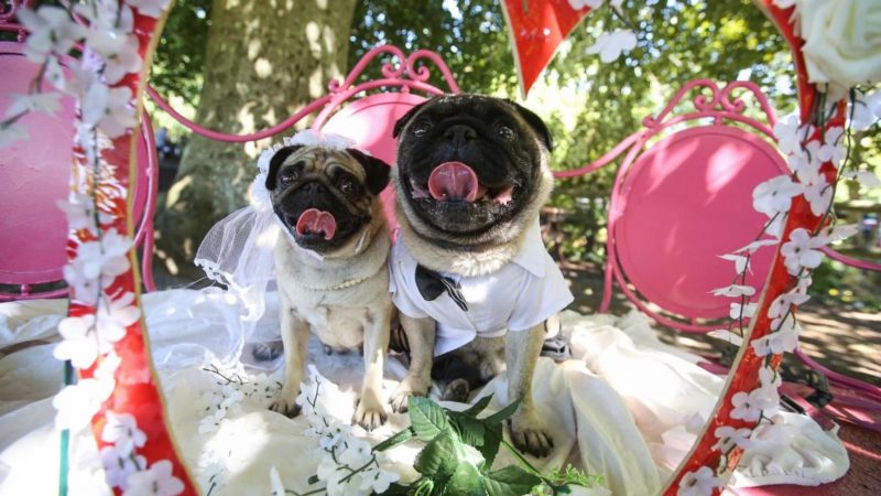 Dog wedding photos