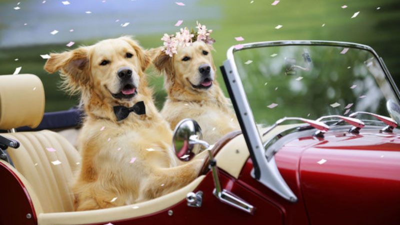 Dog wedding photos