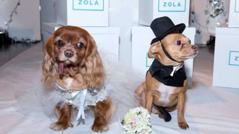 Dog wedding photos