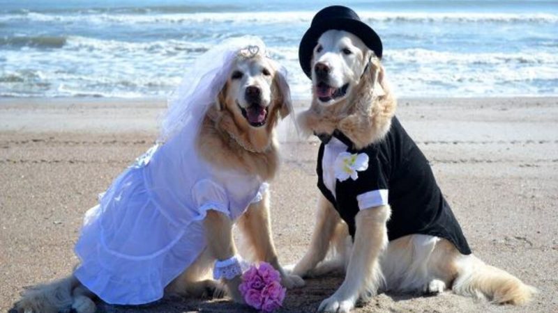 Dog wedding photos