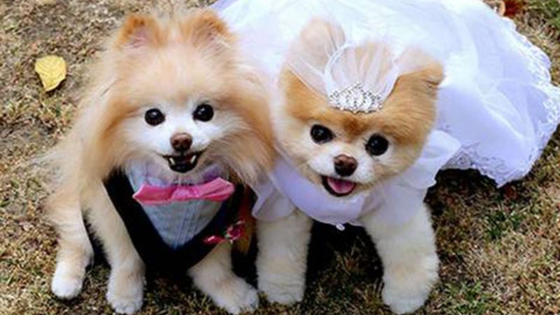 Dog wedding photos