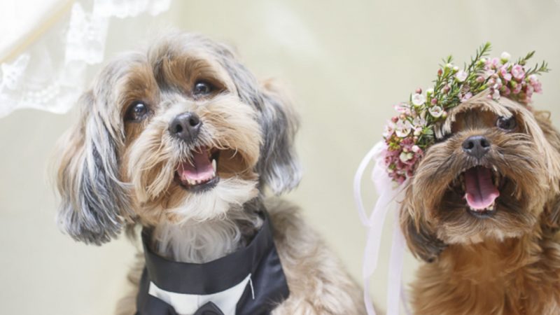 Dog wedding photos