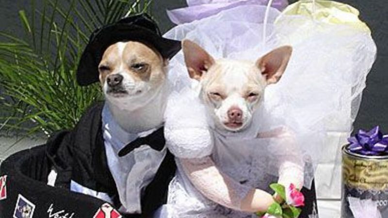 Dog wedding photos