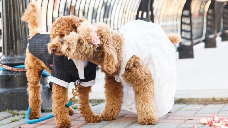 Dog wedding photos