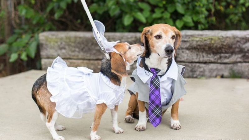 Dog wedding photos