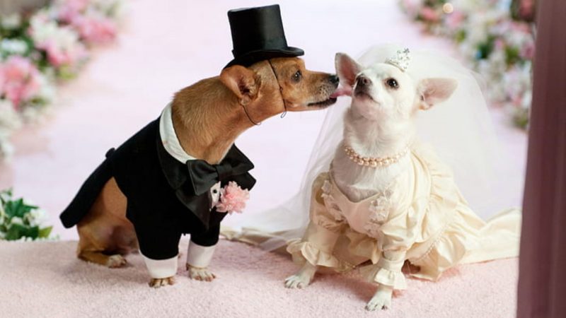 Dog wedding photos