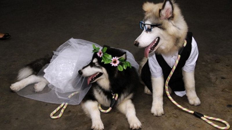 Dog wedding photos