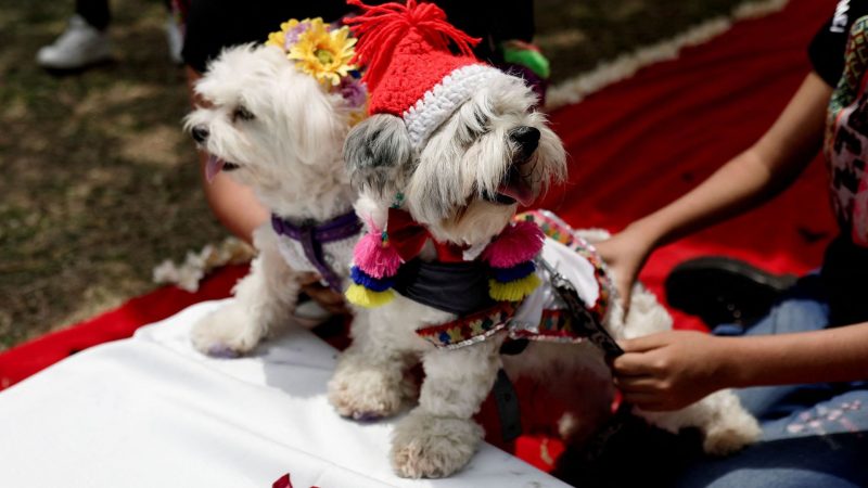 Dog wedding photos