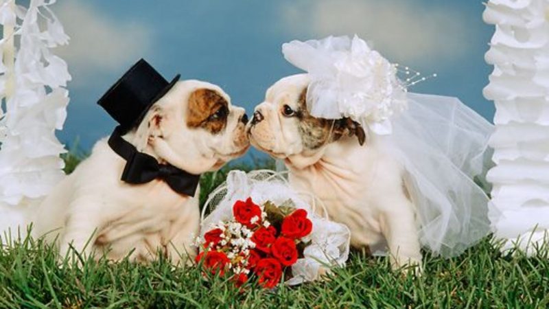 Dog wedding photos