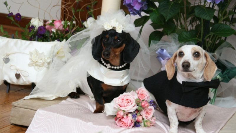 Dog wedding photos