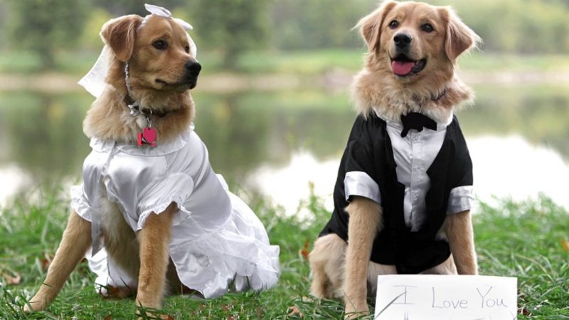 Dog wedding photos